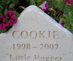 cookie-408x250