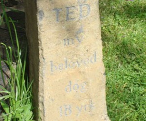 ted-315x250
