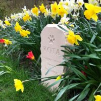 Rustic Limestone Pet Memorial with Paw Print for Kota the Malamute amongst the Daffodils